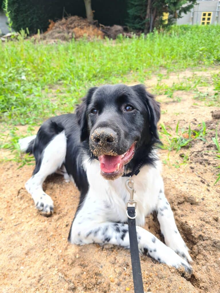 Stichting Zino Pippen