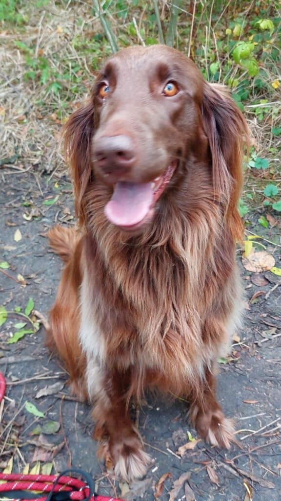 Stichting Zino Flora