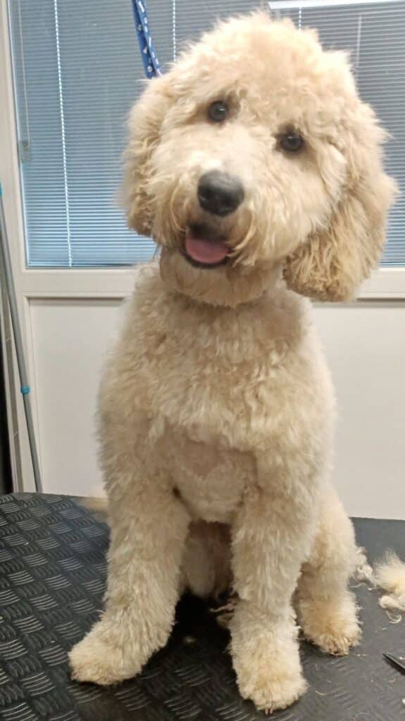 Stichting Zino Doris