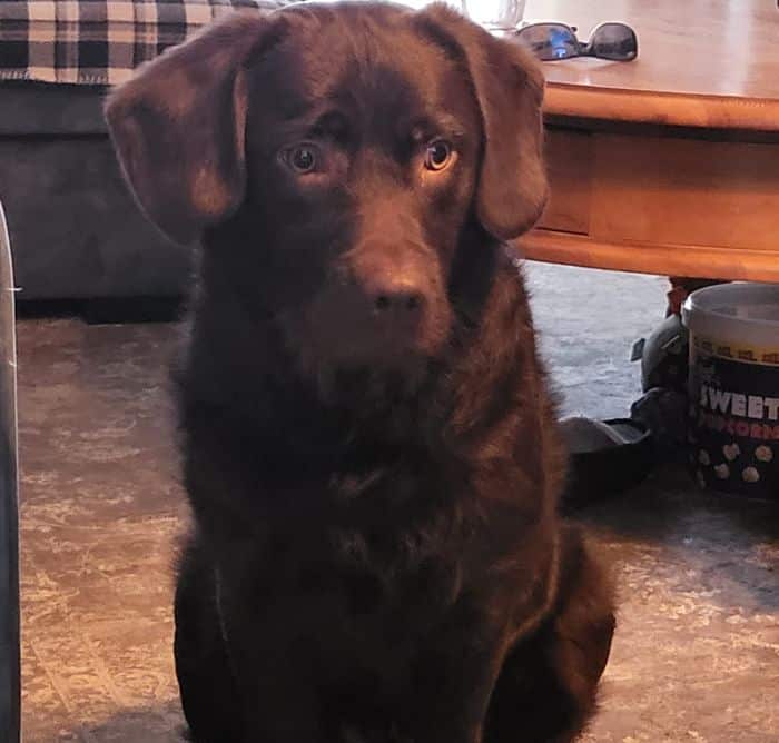 Stichting Zino Smeagol