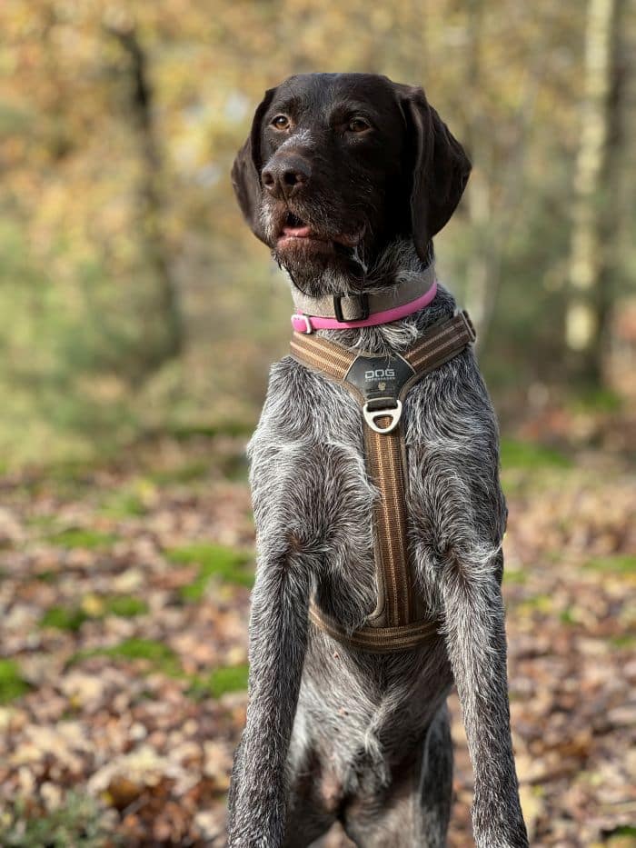 Stichting Zino Jinte