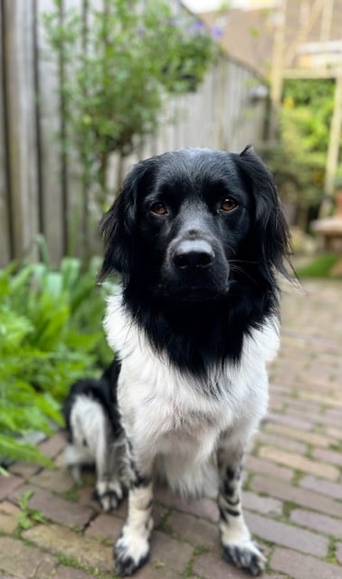 Stichting Zino Joep 1