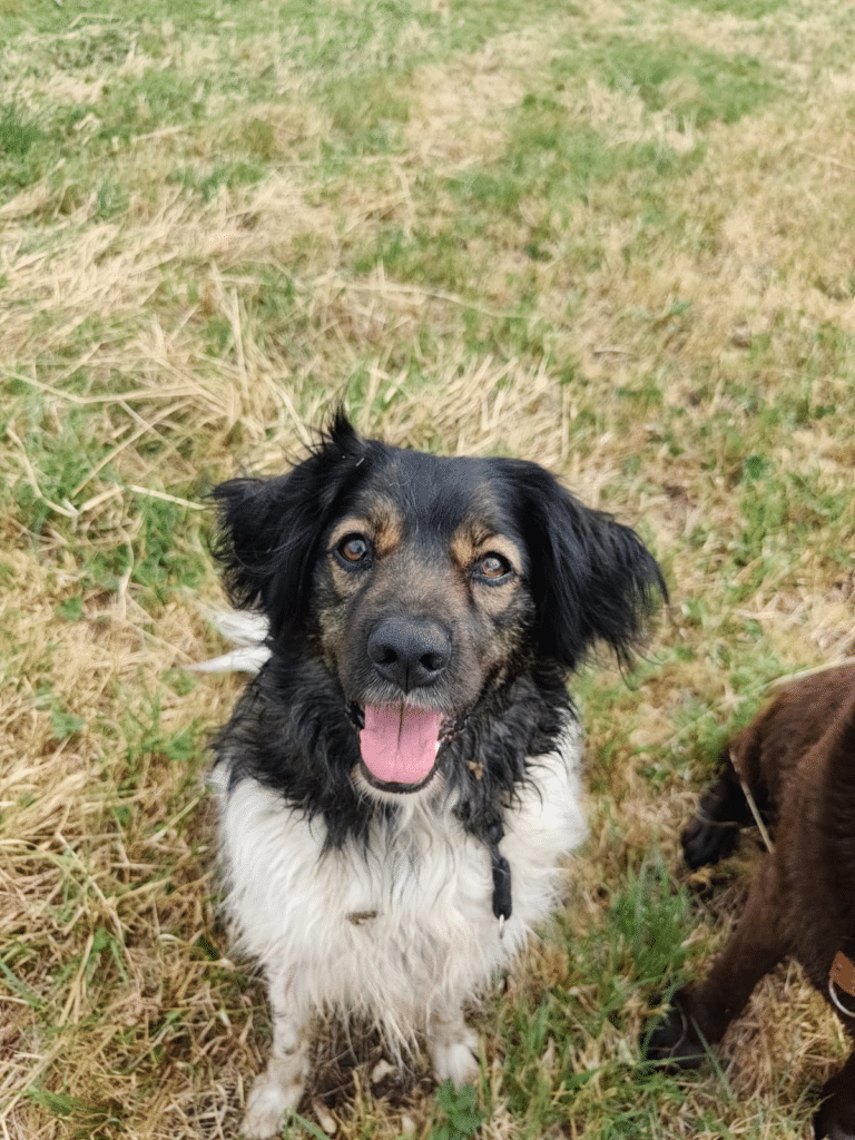 Stichting Zino Spetter