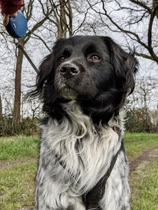 Stichting Zino Dapper1