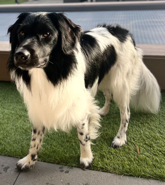 Stichting Zino Ollie