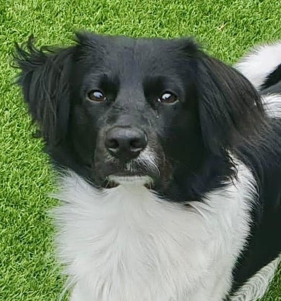 Stichting Zino Storm