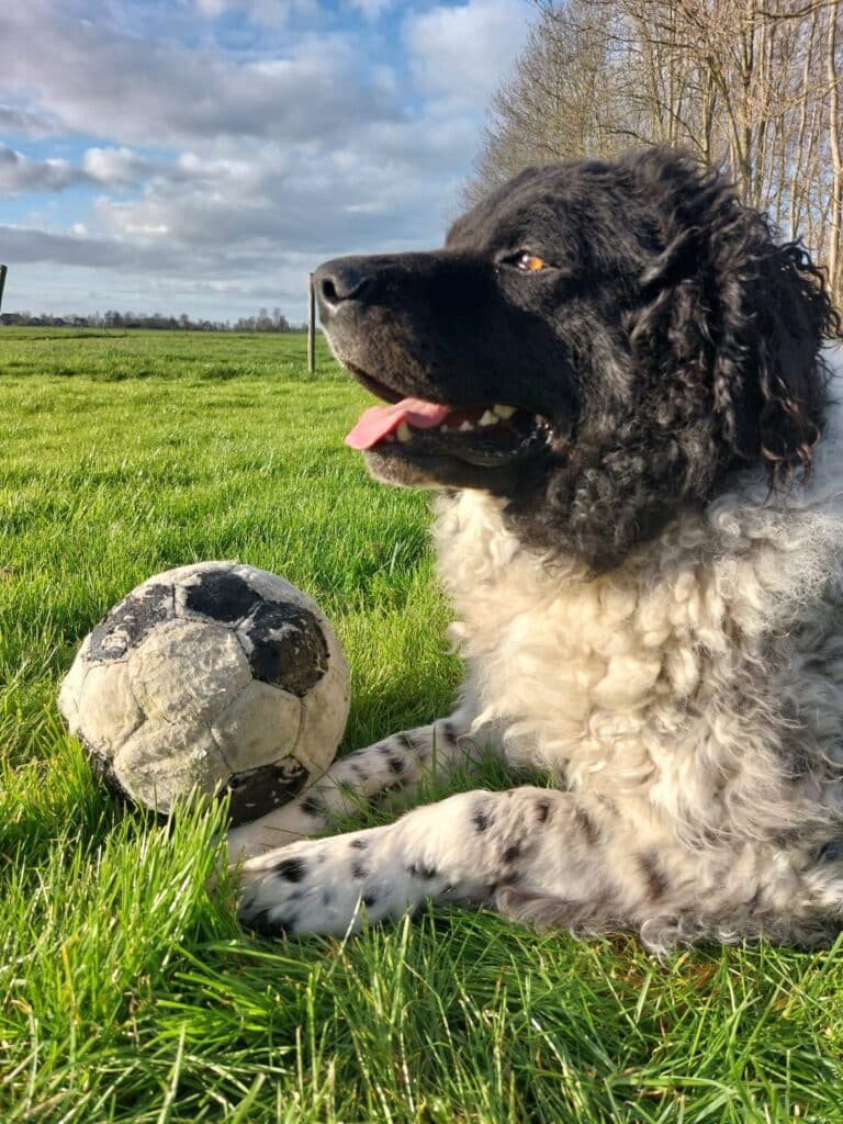 Stichting Zino Benji