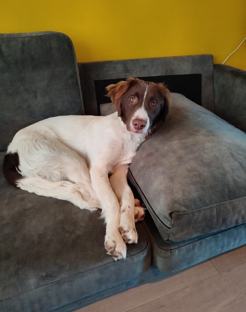 Stichting Zino Ollie