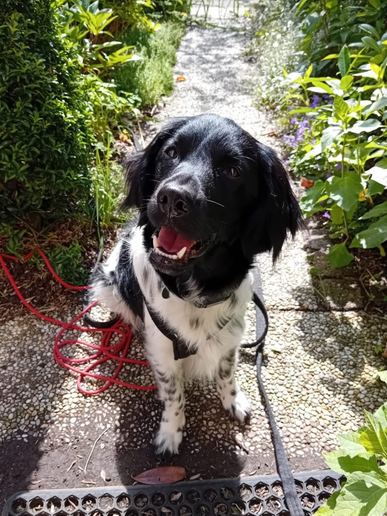 Stichting Zino Tjebbe zit