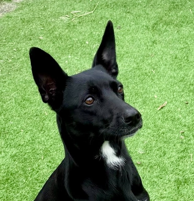 Stichting Zino Pippie