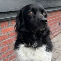 Stichting Zino Pjottr