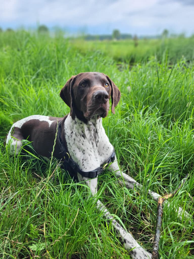 Stichting Zino Harley