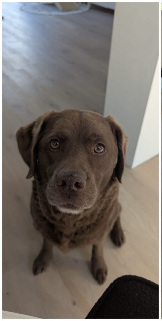 Stichting Zino Senna uitsnede