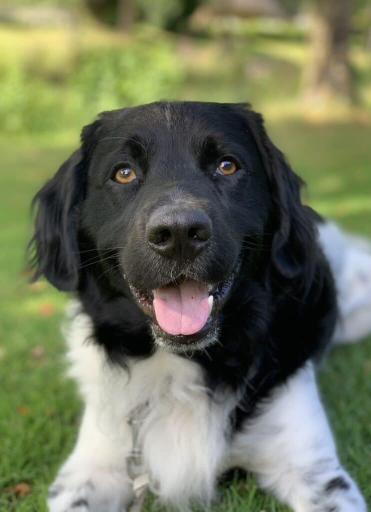 Boris zoekt een nieuwe beste mand! [Inschrijving gesloten]