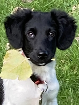 Rinske zoekt een nieuwe beste mand! [Inschrijving gesloten]