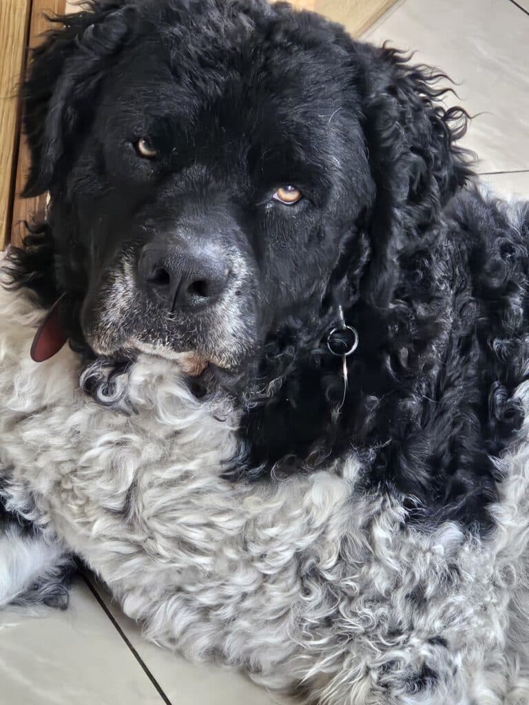 Stichting Zino Douwe