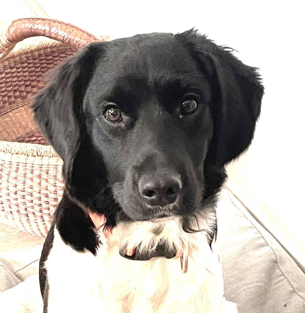 Pippa zoekt een nieuwe beste mand! [Inschrijving gesloten]