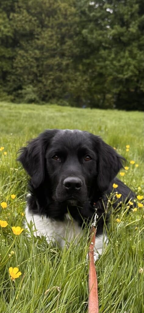 Freek zoekt een nieuwe beste mand! [Inschrijving gesloten]